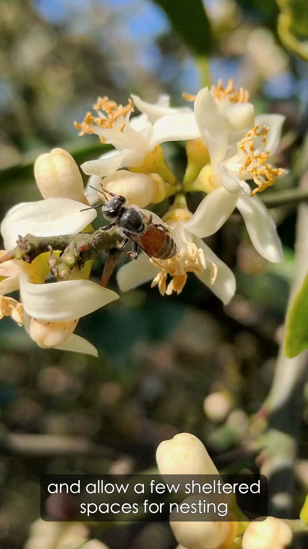 Bee garden video example