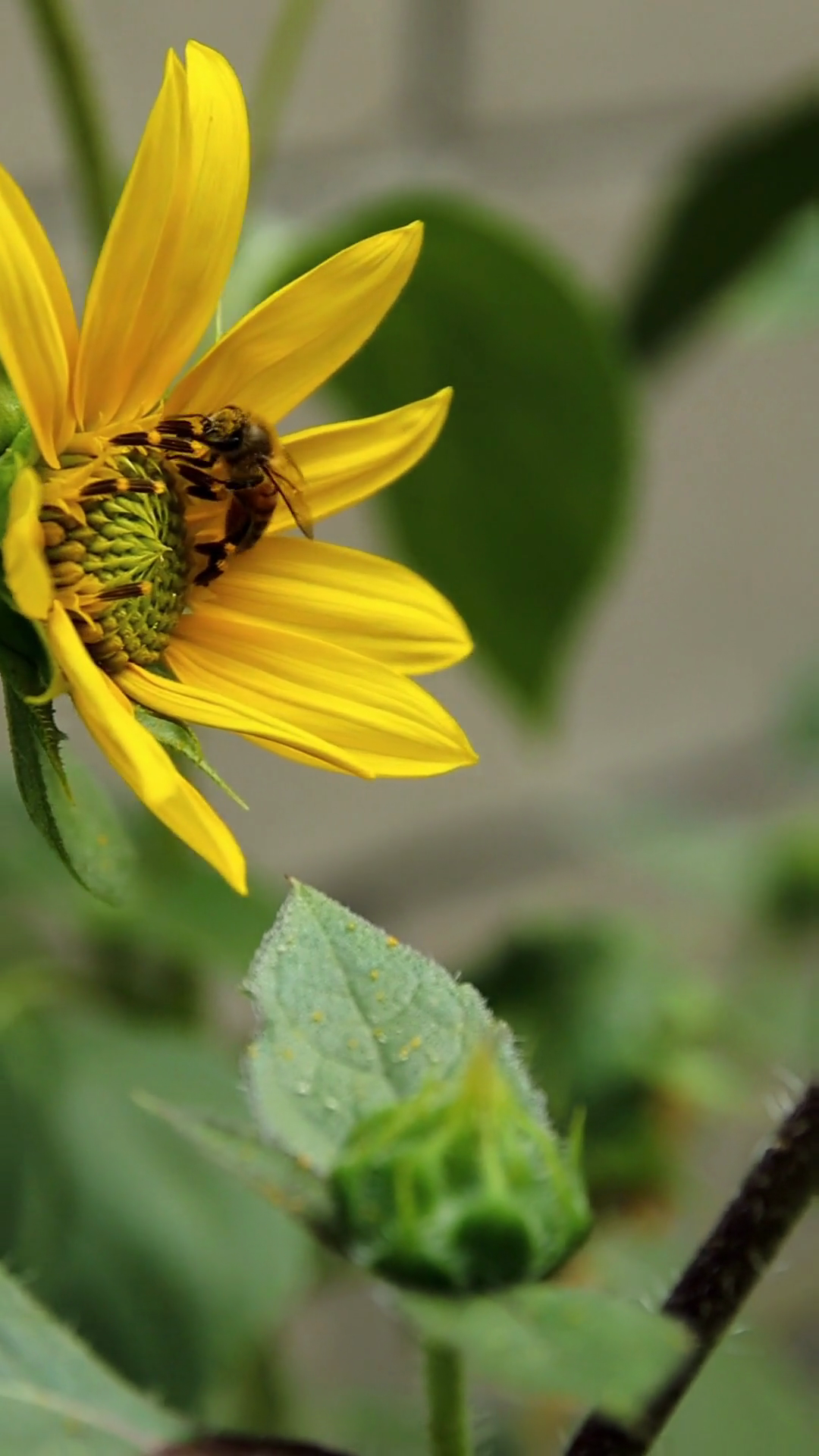 Bee visiting a sunflower in a vertical StorySplice video