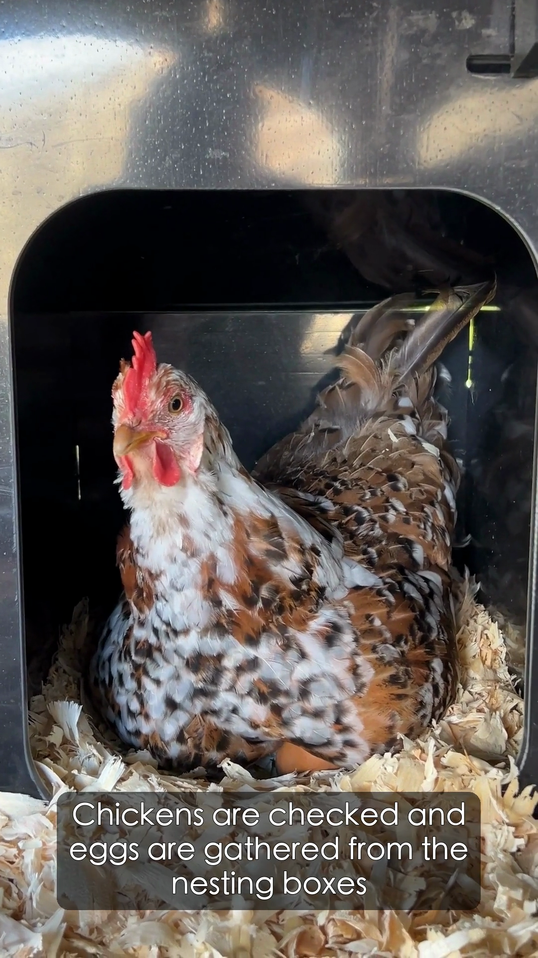 Morning Farm Work vertical narrated video