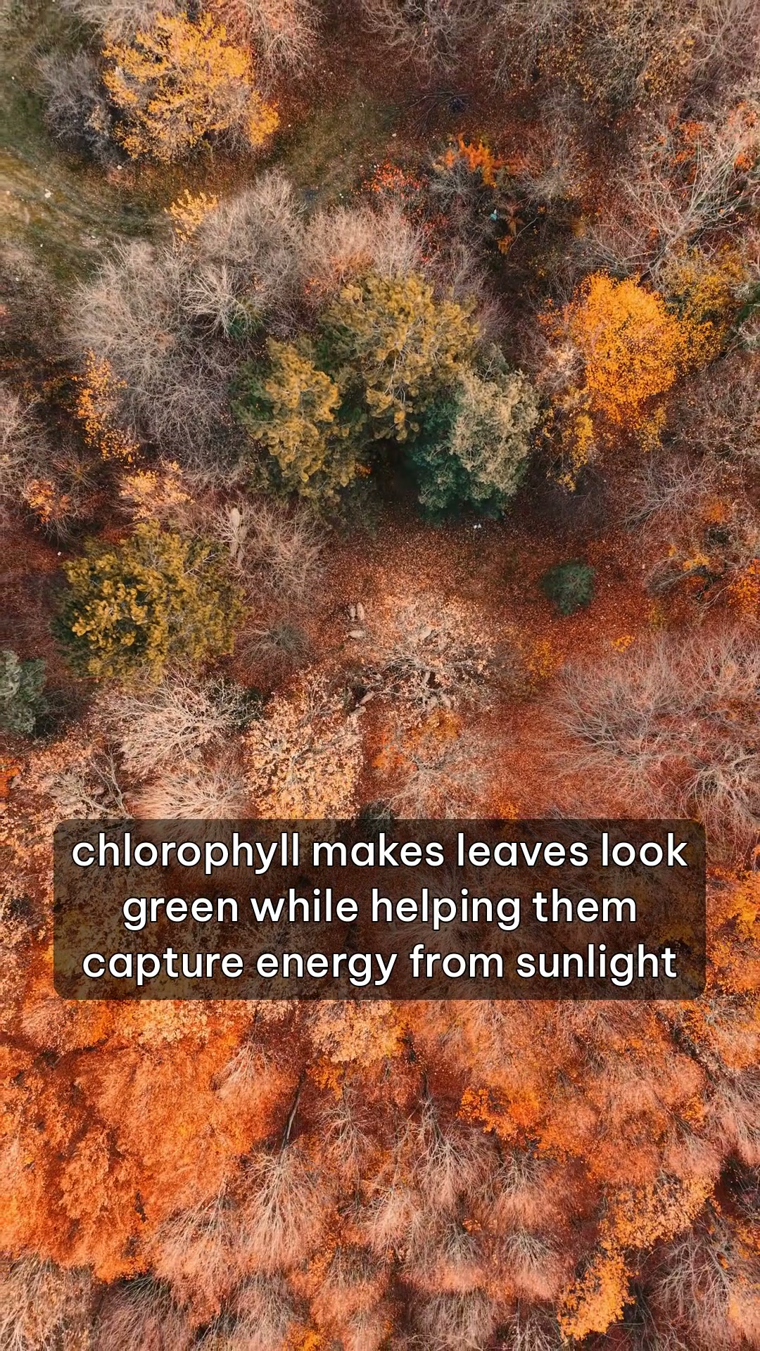 Aerial view of an autumn forest from the Why Leaves Change Color video